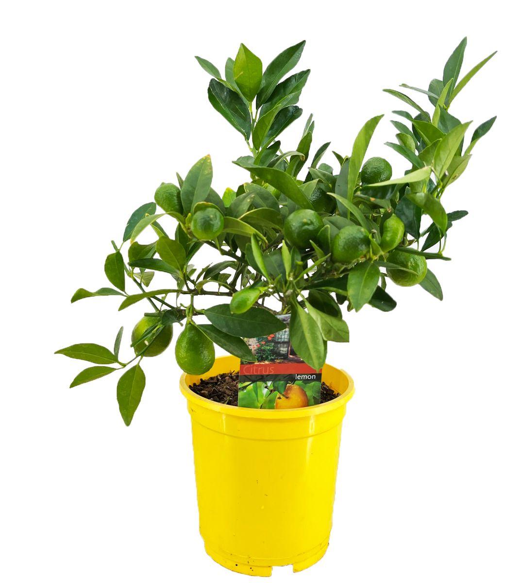 Лимон Maveri maver із плодами 30-35 см, фото 1