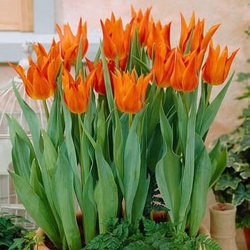 Тюльпан лілієподібний Ballerina (розмір 11/12)