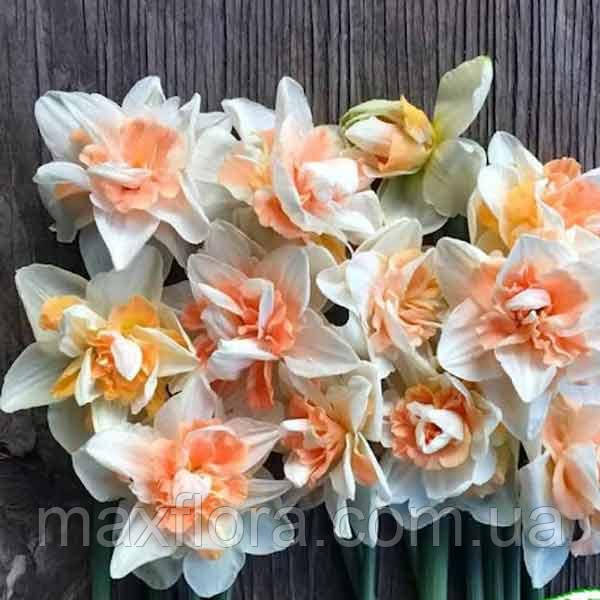 Нарцис DELNASHAUGH 12/14, фото 1