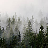 Картина модульна Туманний ліс Карпати ранковий лісовий краєвид природа Сучасний декор 90х70см з 3 частин, фото 4