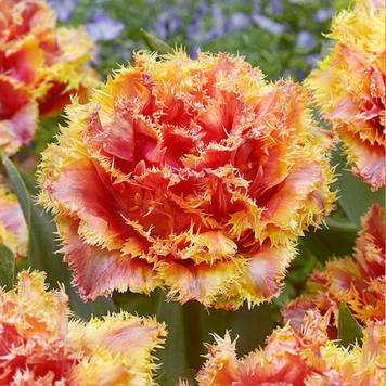 Тюльпан махрово-бахромчастий Brisbane (розмір 11/12)