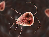 Фекалії – найкращий спосіб для ветеринара виявити кишкових паразитів