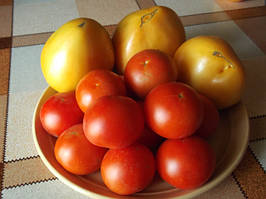 Томати - насіння