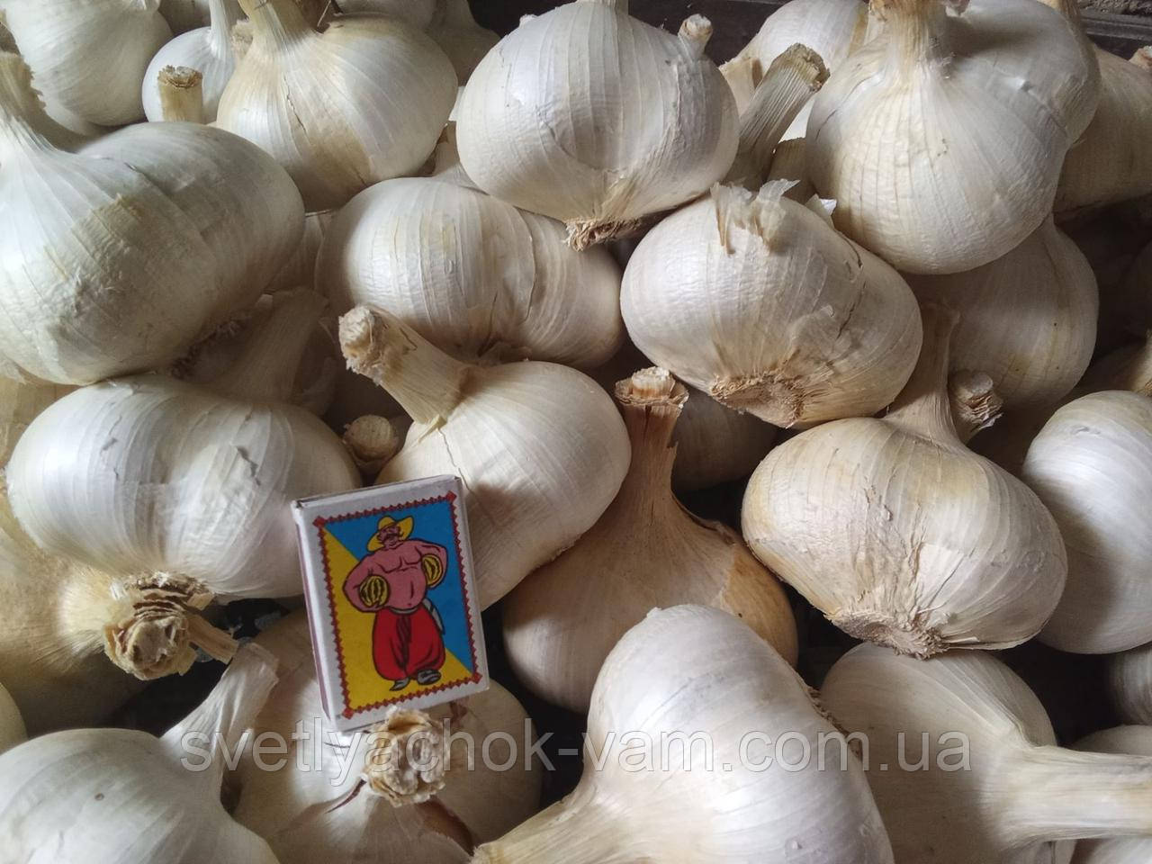 Слонячий часник гігант Рокамболь голівка 6 см+ лікувальний сорт, упаковка 0,5 кг