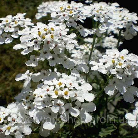 Иберис White, фото 1