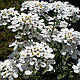 Иберис White - фото 1 - id-p2759999527