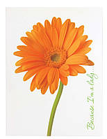 Папка з боковим затискачем А4 Leo5812 №490625 "Because.Гербера" з кишенею