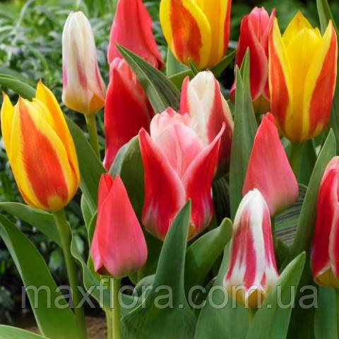 Тюльпан низькорослий суміш, 10шт, фото 1