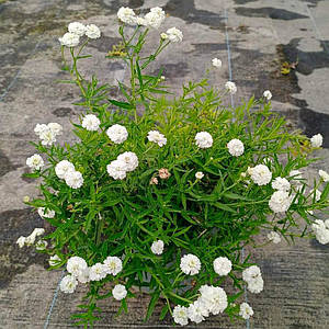 Деревій птарміка 'Noblesse'®, Контейнер 2л