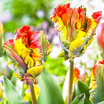 Тюльпан папуговий Rasta Parrot (розмір 11/12)