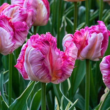 Тюльпан папуговий Silver Parrot (розмір 11/12)