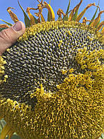 Соняшник Кондитерський під Євро-Лайтнінг (Турмалін КЛ) 115 днів, 40ц/га, фото 7