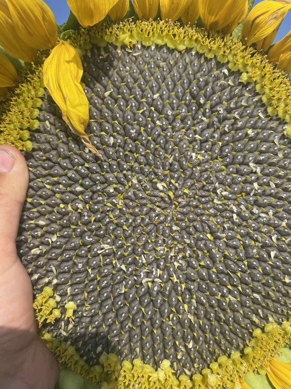 Соняшник Кондитерський під Євро-Лайтнінг (Турмалін КЛ) 115 днів, 40ц/га, фото 1