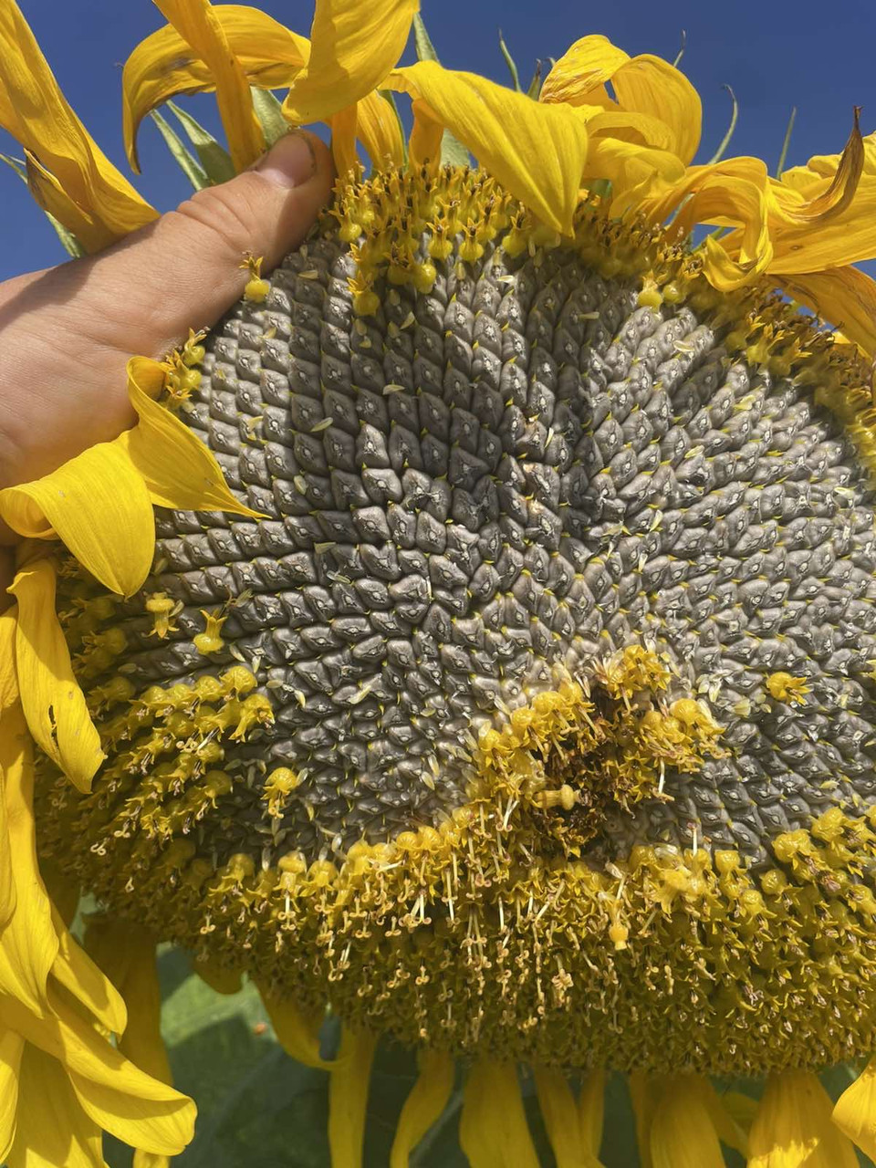 Кондитерський соняшник Турмалін КЛ (під Євро-Лайтнінг), фото 1