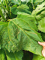 Кондитерський соняшник Турмалін КЛ (під Євро-Лайтнінг), фото 4