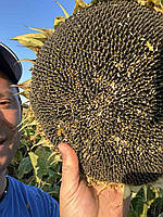 Соняшник Кондитерський під Євро-Лайтнінг (Турмалін КЛ) 115 днів, 40ц/га, фото 2