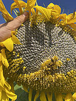 Соняшник Кондитерський під Євро-Лайтнінг (Турмалін КЛ) 115 днів, 40ц/га, фото 3