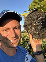 Соняшник Кондитерський під Євро-Лайтнінг (Турмалін КЛ) 115 днів, 40ц/га, фото 4