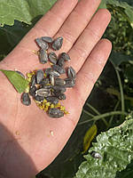 Соняшник Кондитерський під Євро-Лайтнінг (Турмалін КЛ) 115 днів, 40ц/га, фото 5