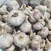 Часник посівний, сорт Любаша (1 кг) Україна