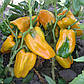Перець Джеміні F1, жовтий, 8 шт (Leda Agro), фото 3