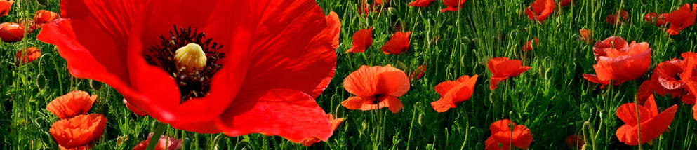 Фото панель універсальна ПЕТ, Самофіксована, 62 х 205 см (товщіна 1.2 мм), маки червоні в полі, фото 5