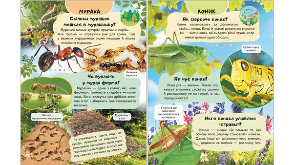 Енциклопедія Комахи та інші. Життя маленьких істот, фото 2