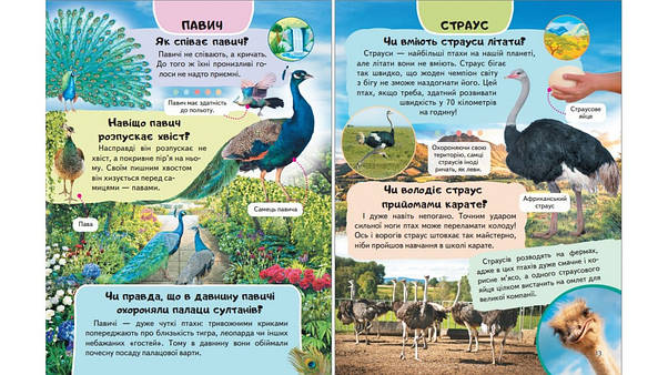 Енциклопедія Птахи. Співці, авіатори, майстри, мисливці, фото 5