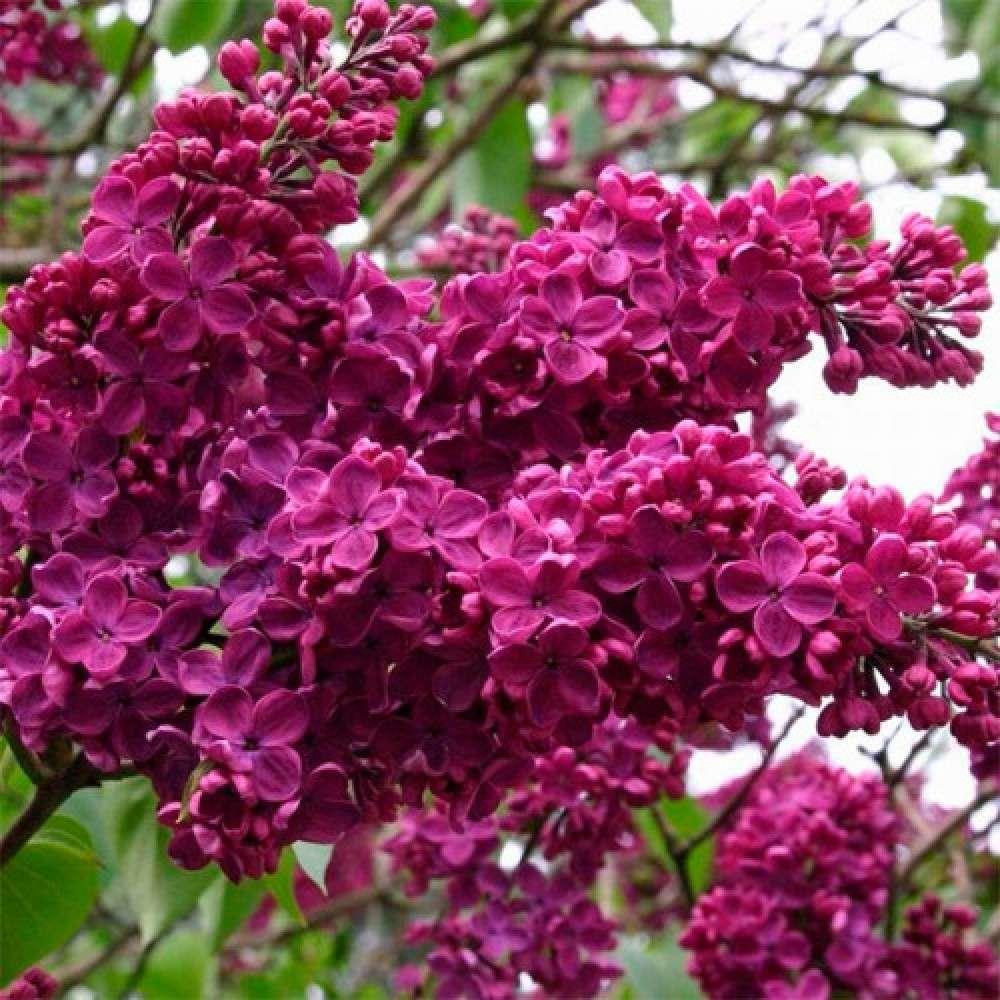 Бузок “Червона Україна”, фото 1