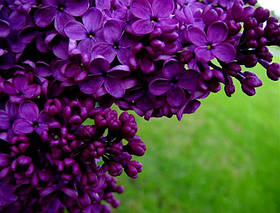 Бузок Магія Планети