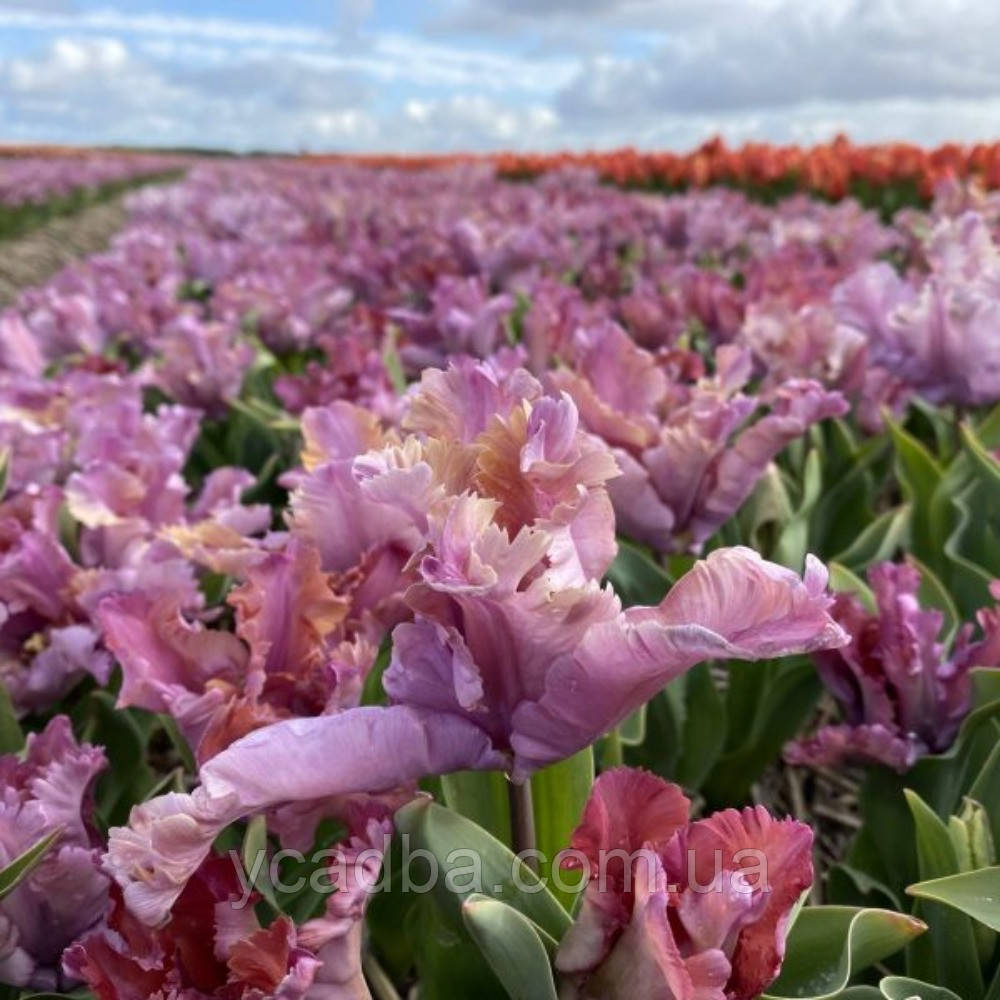 Тюльпан папуговий Vovos (розмір 9/10), фото 1