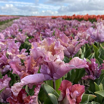 Тюльпан папуговий Vovos (розмір 9/10)