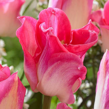 Тюльпан хвилястий Crown of Dynasty (розмір 11/12)