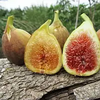 Саджанці інжиру самоплідного "Брунсвік" С2