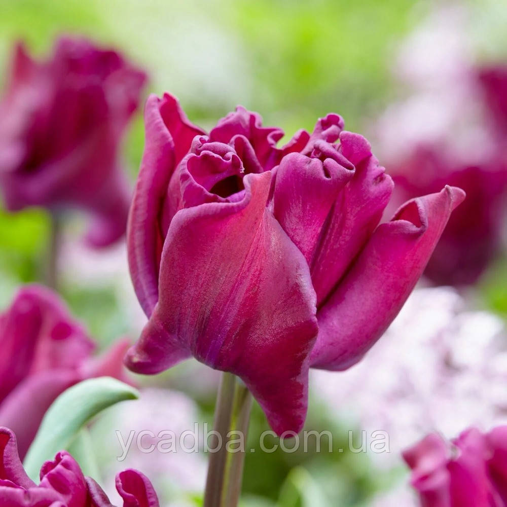 Тюльпан хвилястий Crown of Negrita ( розмір 11/12), фото 1