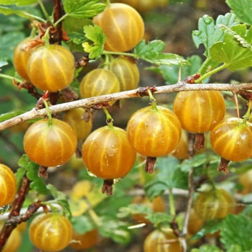 Саджанці агрусу Золотистий, фото 1