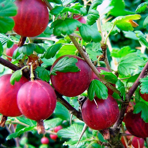 Саджанці агрусу Легендарний, фото 1