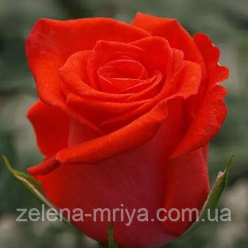 Троянда чайно- гібридна  "Корвет", фото 1