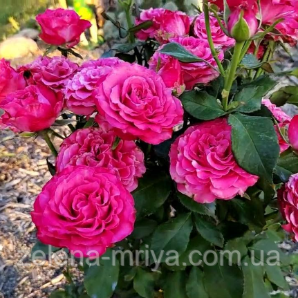 Троянда піоновидна "Кантрі Блюз", фото 1