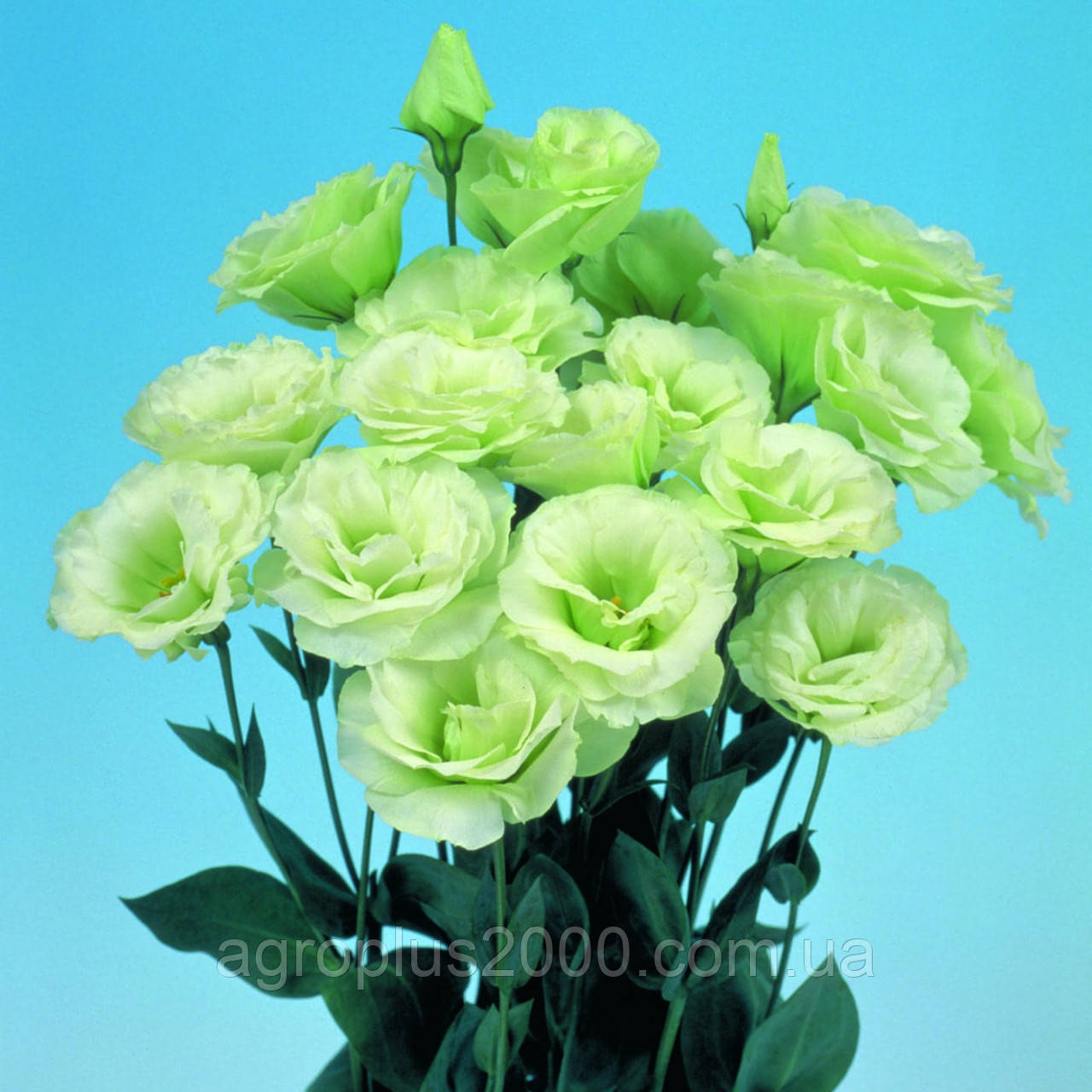 Насіння Еустома (лізіантус) Маріачі F1 Лайм Грін 100 насінин Sakata