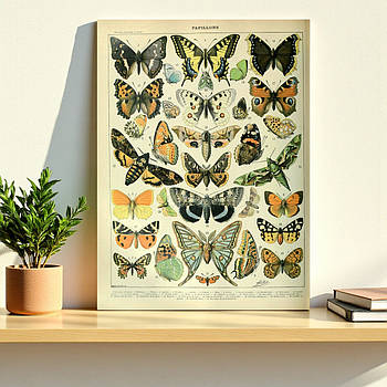 Картина метелики Вінтажний ретро стиль Декор в сучасний інтер'єр Друк на полотні 60х40см