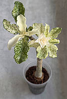 Аденіум White Jasmine (варієгатний сорт, щеплення)