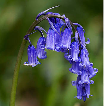 Гіацинтоідес іспанський Non-scripta (розмір 8/10)