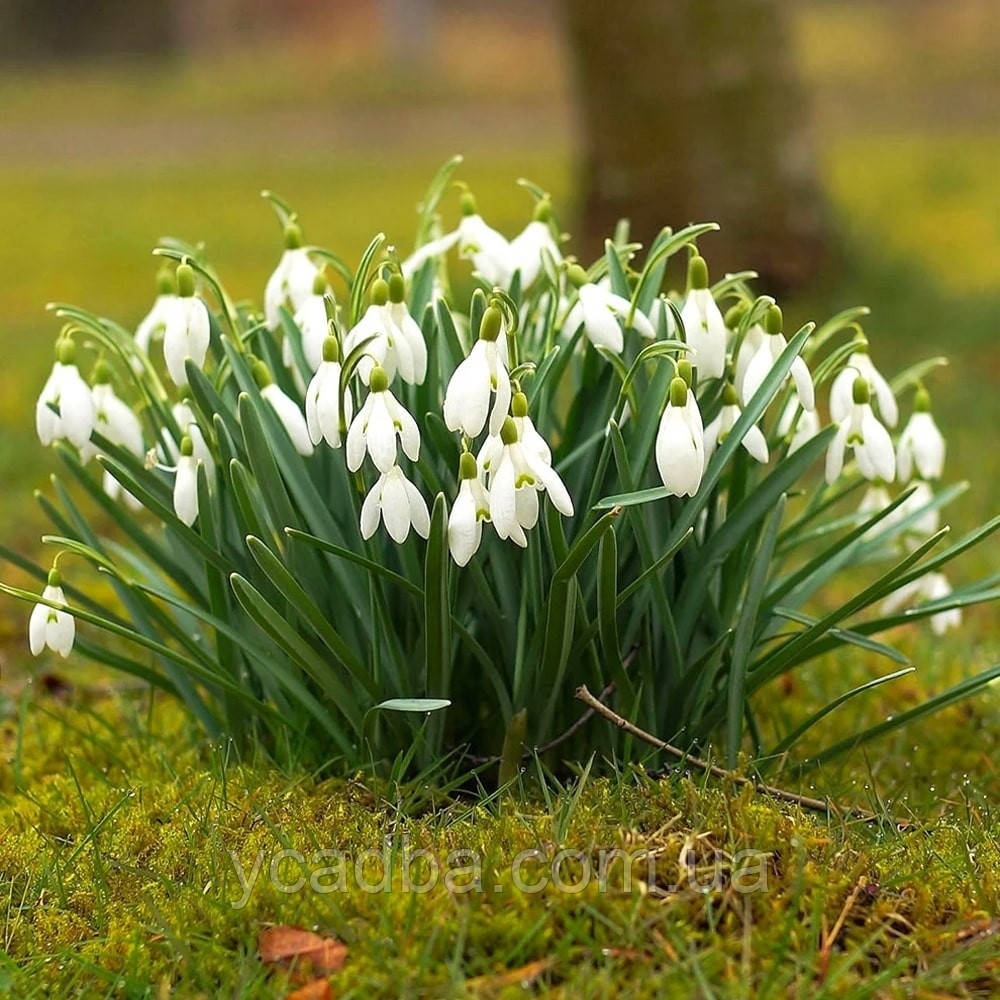 Підсніжник Elwesii (розмір 5/6), фото 1