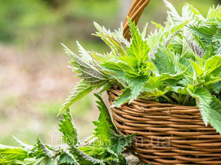 Кропива екстракт гліцериновий 5л, фото 1