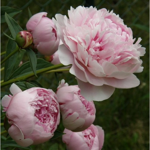 Півонія   "Sarah Bernhardt" ( Сара Бернар)