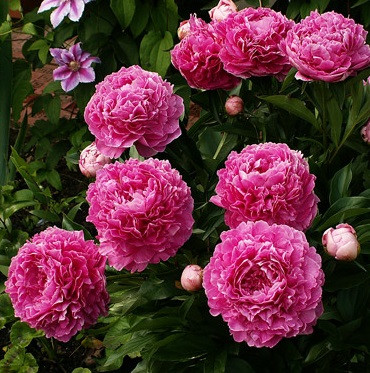 Півонія "Varenka" (Варенька), фото 1