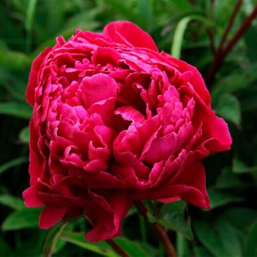 Півонія   "Bordeaux" (Бордо)