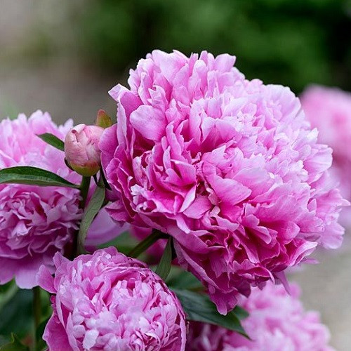 Півонія "Alexander Fleming" (Александр Флемінг), фото 1