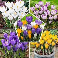 Цибулини Крокусів (Шафран)